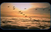 Атлас - Последната птица